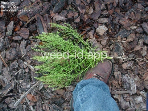 pepperweed, Virginia